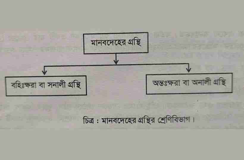 চিত্র মানবদেহের গ্রন্থি,