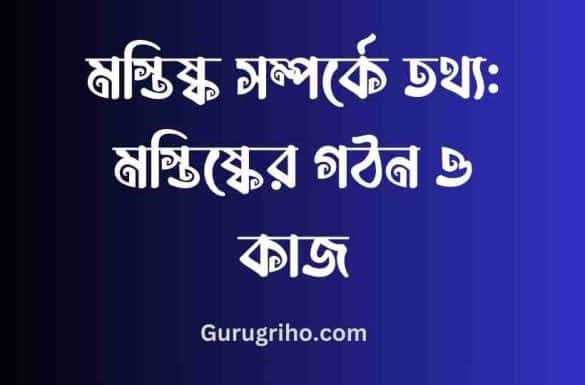 মস্তিষ্ক সম্পর্কে তথ্য, মস্তিষ্কের গঠন ও কাজ, মস্তিষ্কের বিভিন্ন অংশের কাজ,
